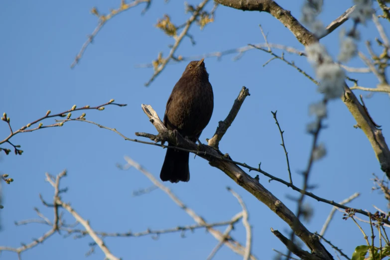 bird sitting on tree nch looking up at the sky