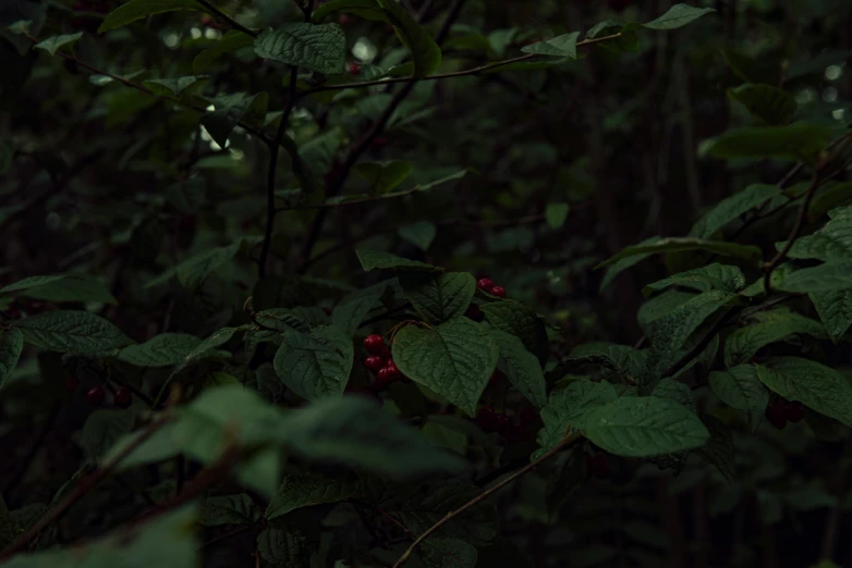 a bunch of green leaves surrounding some red berries