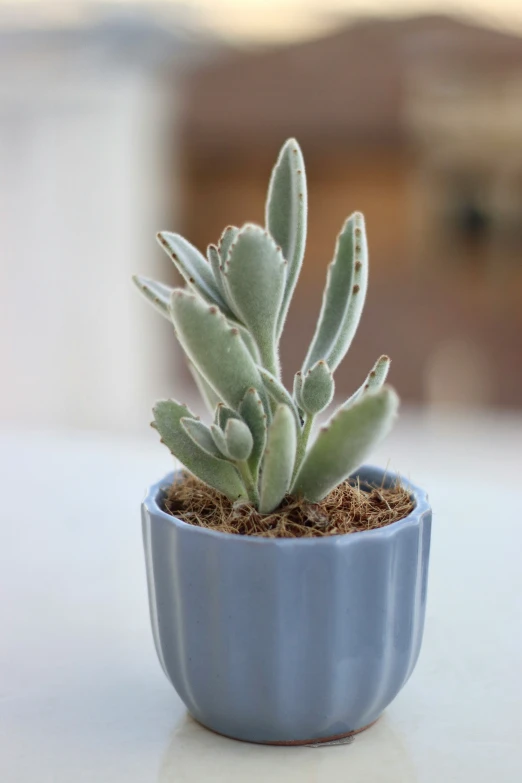 a small succulent in a blue plastic vase