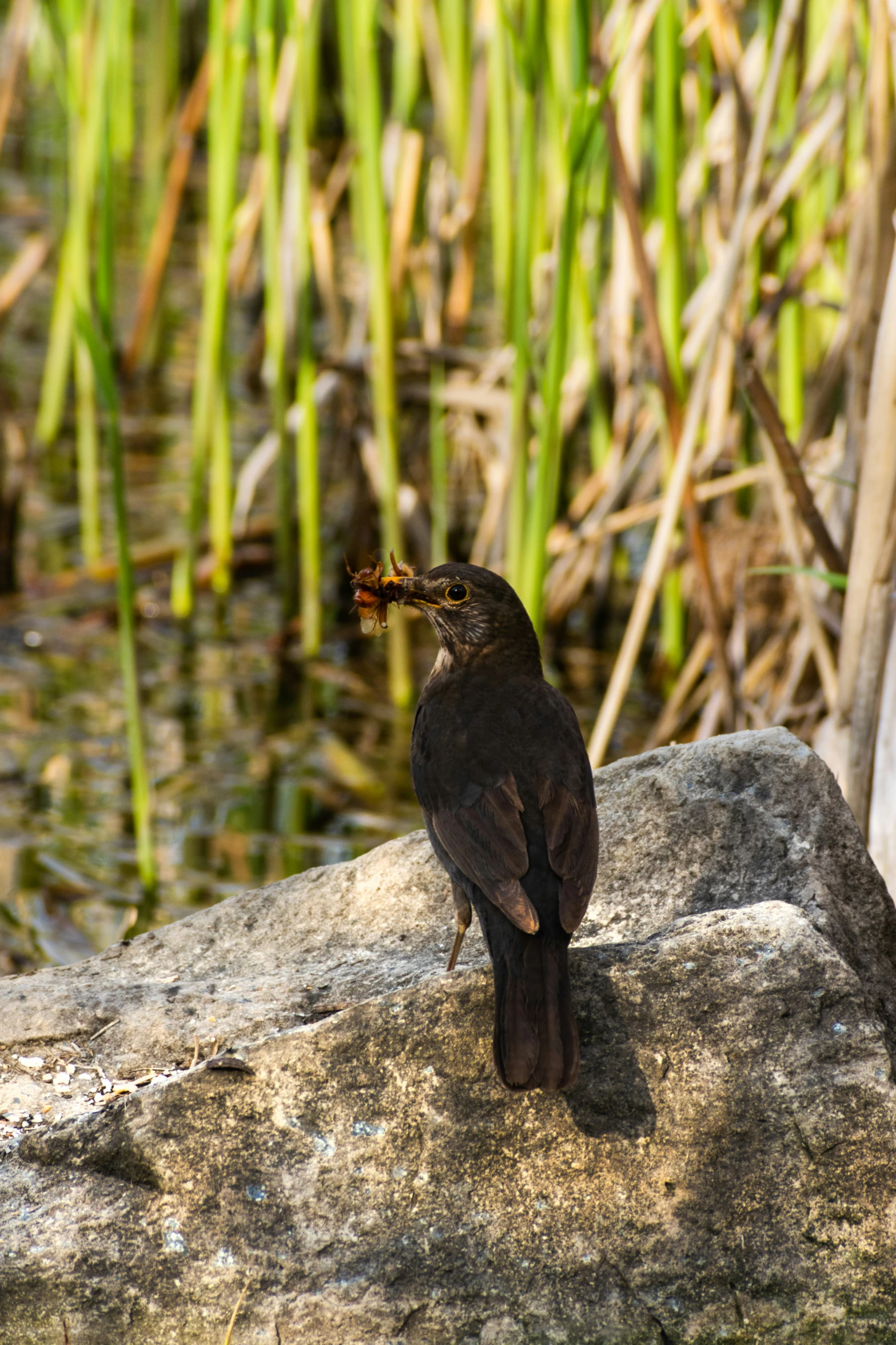 a black bird is sitting on top of a rock