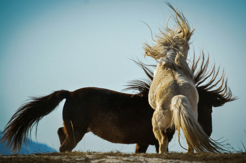 two horses stand back on their hind legs