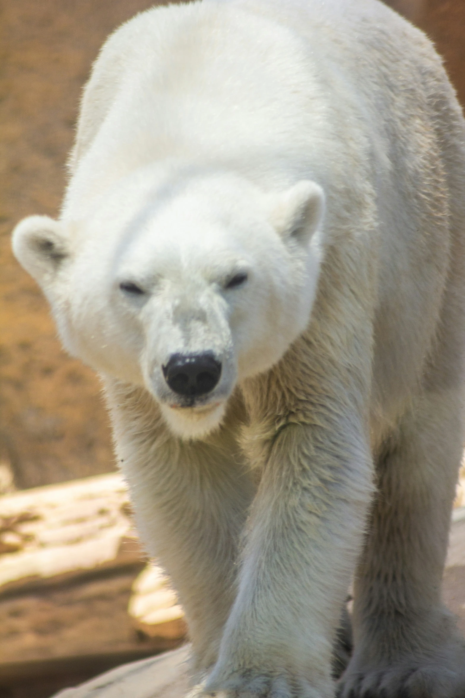 the polar bear is walking with it's paws on a log