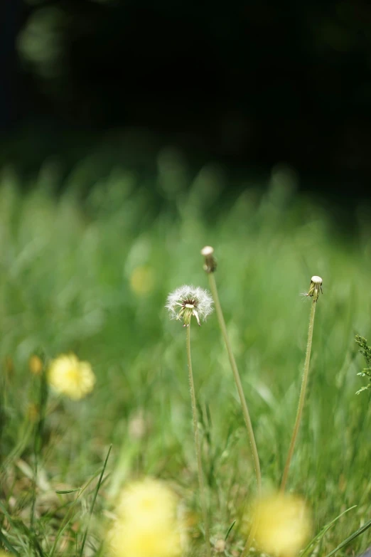 flowers are growing in a field with green grass