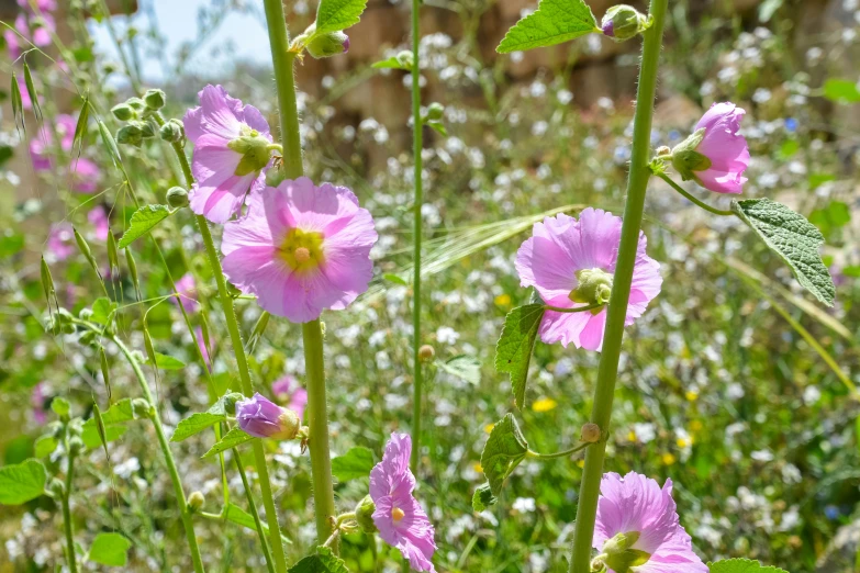 many flowers and green leaves stand in the grass