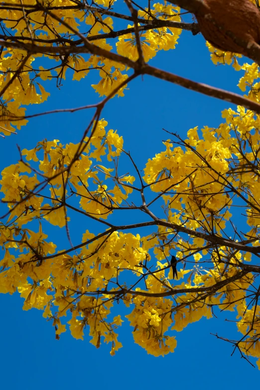 a bird sitting on top of a yellow tree nch