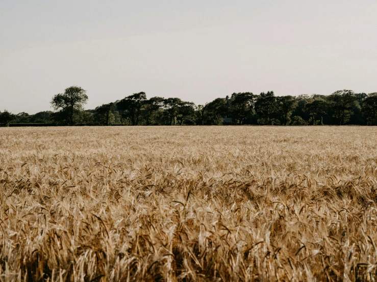 the land is full of yellow wheat and trees