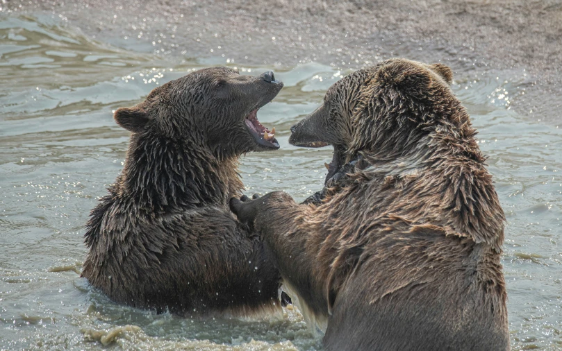 two brown bears play in the water with each other