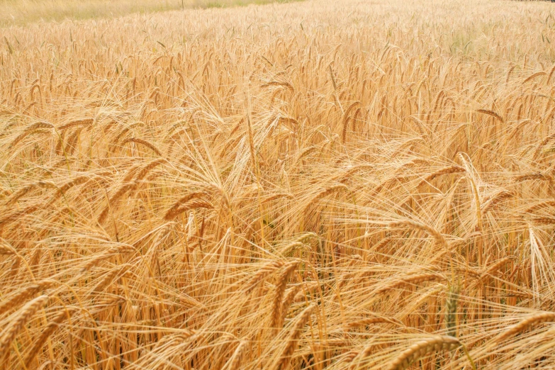 a field of wheat that has been turned brown