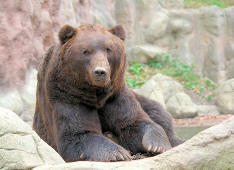 a brown bear sitting on some rocks in its habitat