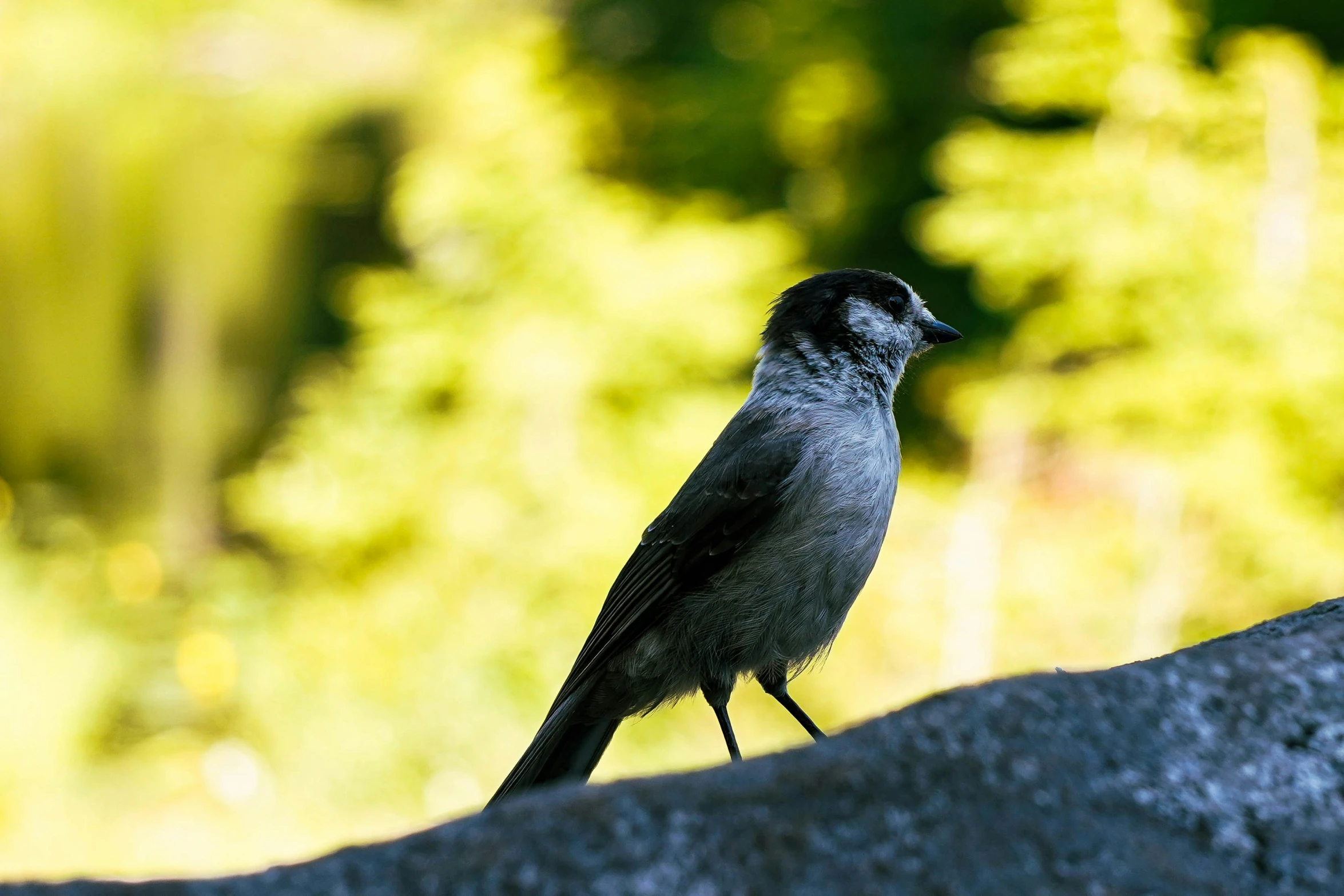 a little black bird sitting on the ground