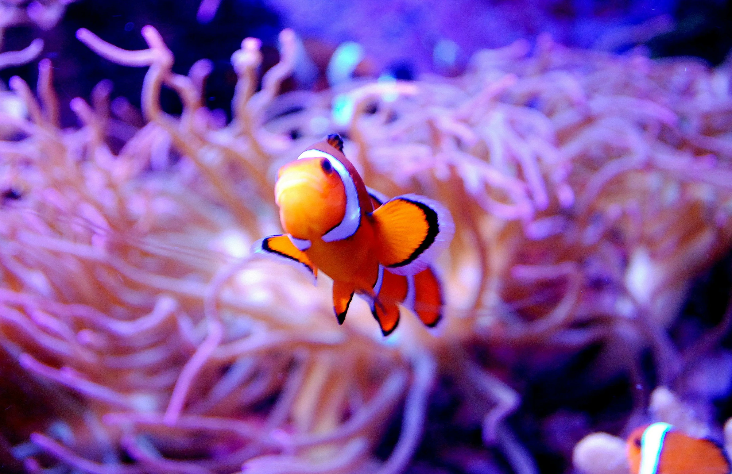 an orange clown fish swims over anemone in the water