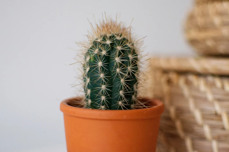 a cactus in a small orange clay pot