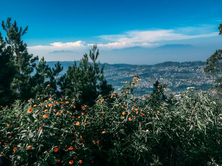 view of a city and some trees from above