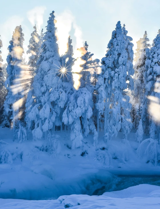 some snowy trees and water with the sun in the background