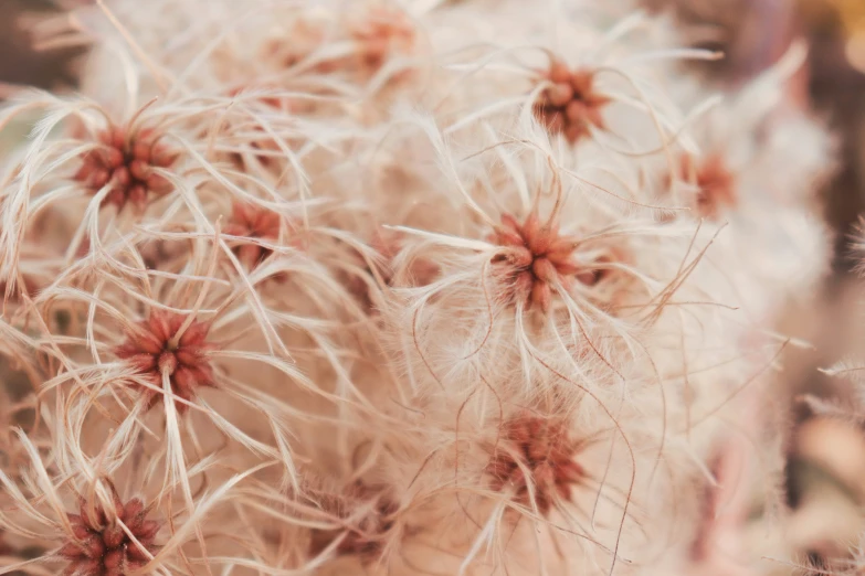 close up view of many flowers in the desert