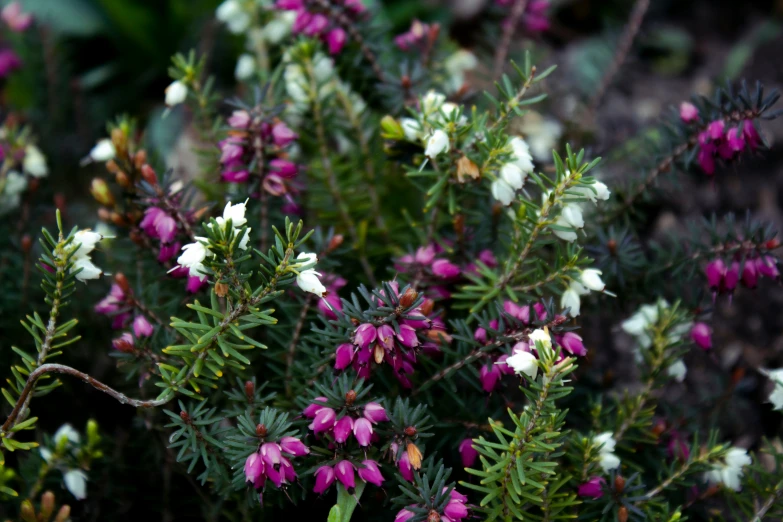 close up of pink and white flower plants