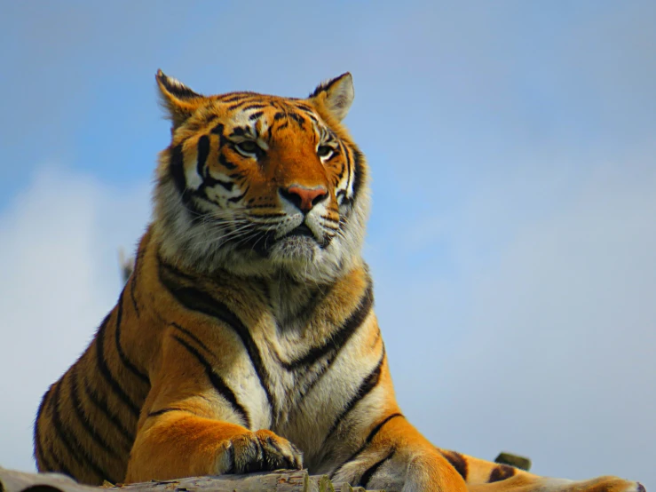 a tiger sitting on top of a tree