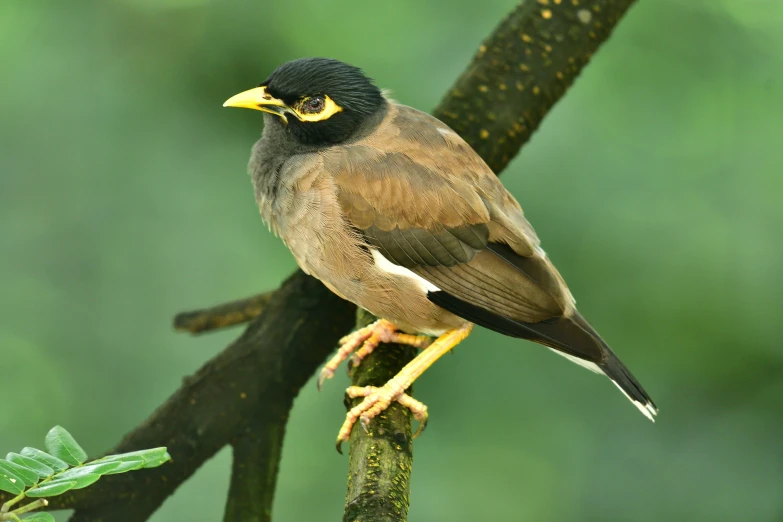 a bird standing on top of a tree nch