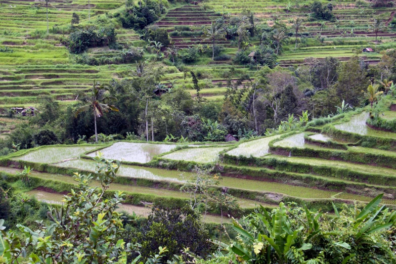 a lush green field with trees and plants on top