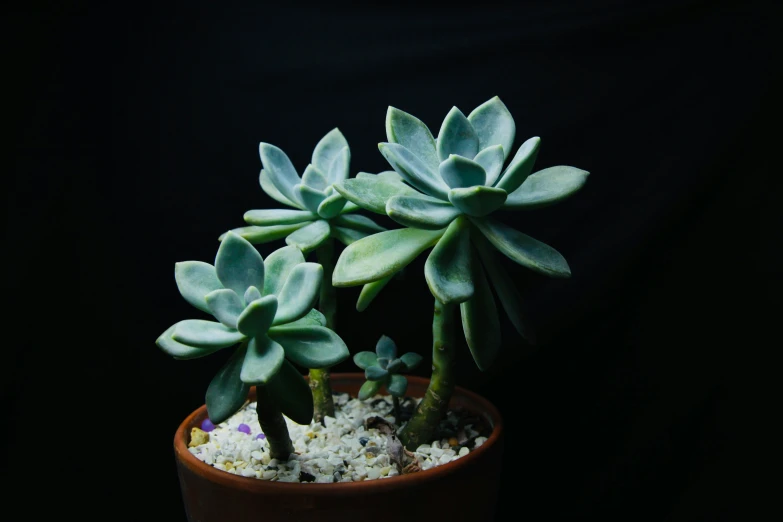 two succulent plants sit in a brown pot