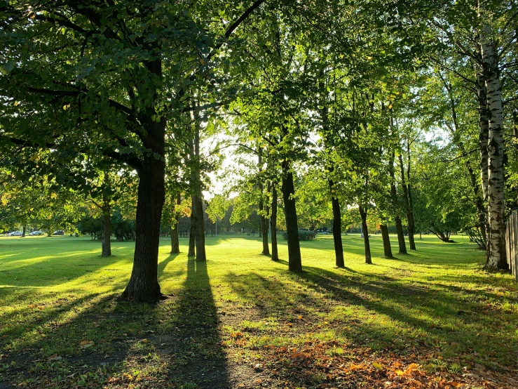 a sun shining through trees in a park