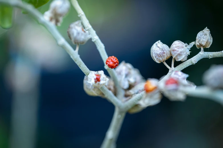 a closeup image of a small, unripe tree nch