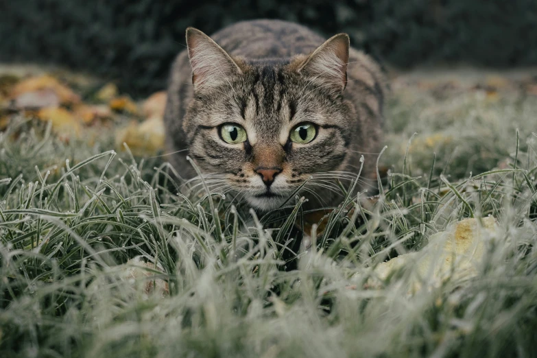 a cat staring towards the camera in a grassy field