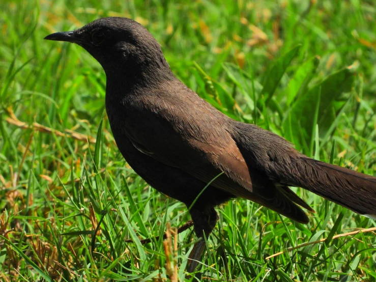 a small bird stands in the tall grass