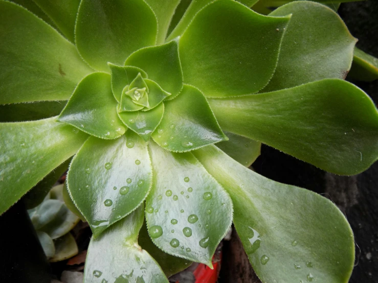 a plant with some drops of water on it