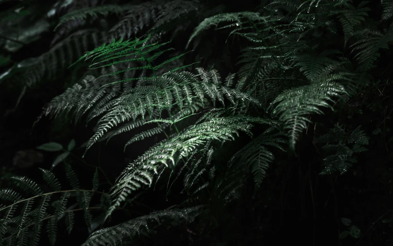 large green ferns in the night with dark background