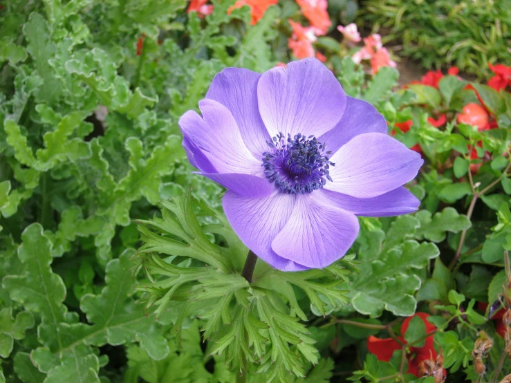 a purple flower sitting in the middle of some plants