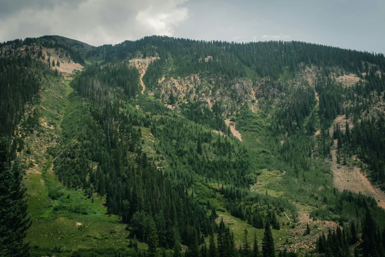 there is a hill with a lot of trees