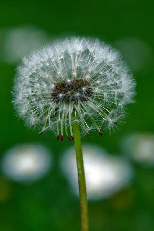 a large dandelion flower sitting in the middle of the frame