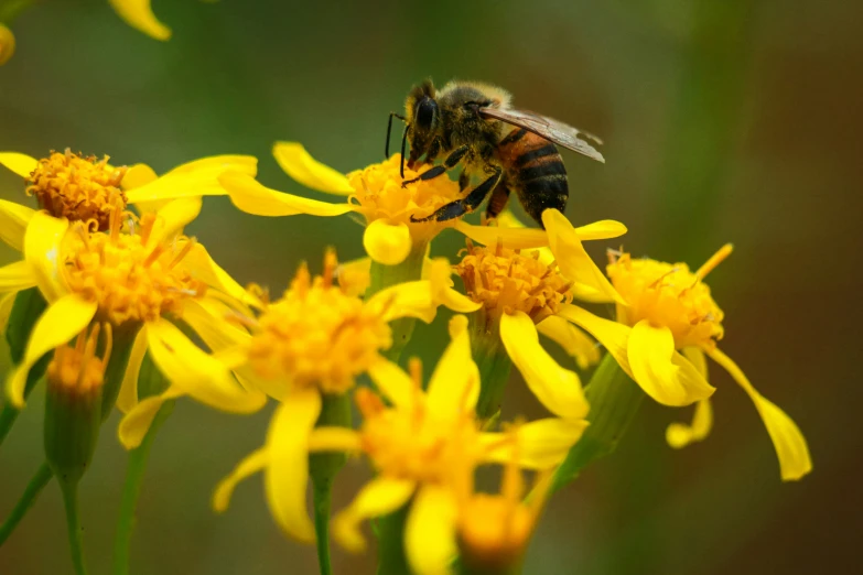 a bee in mid flight on a flower