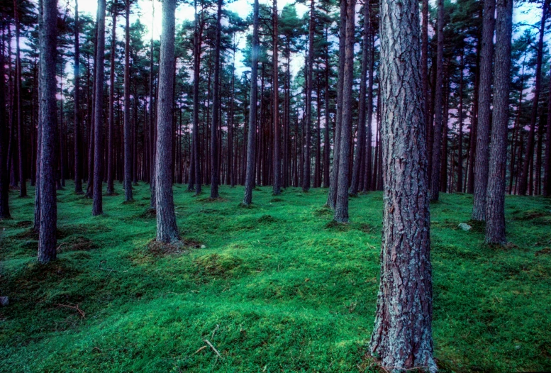 a very green area with lots of trees in the middle