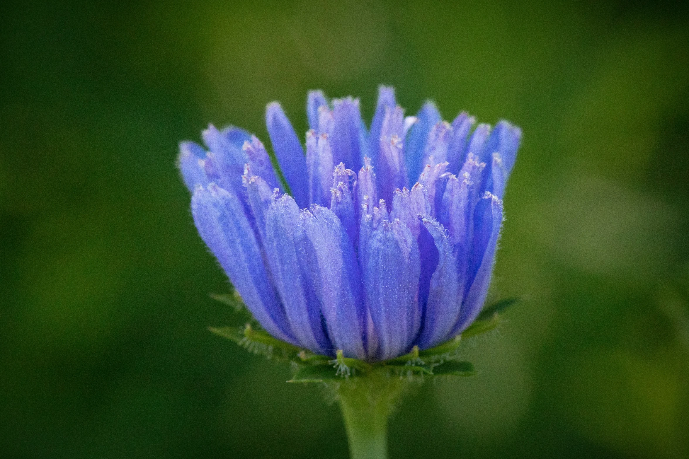 a small purple flower with green background