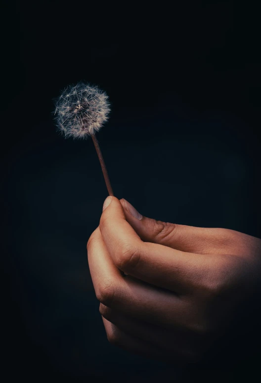 a person holding a dandelion flower in their hand