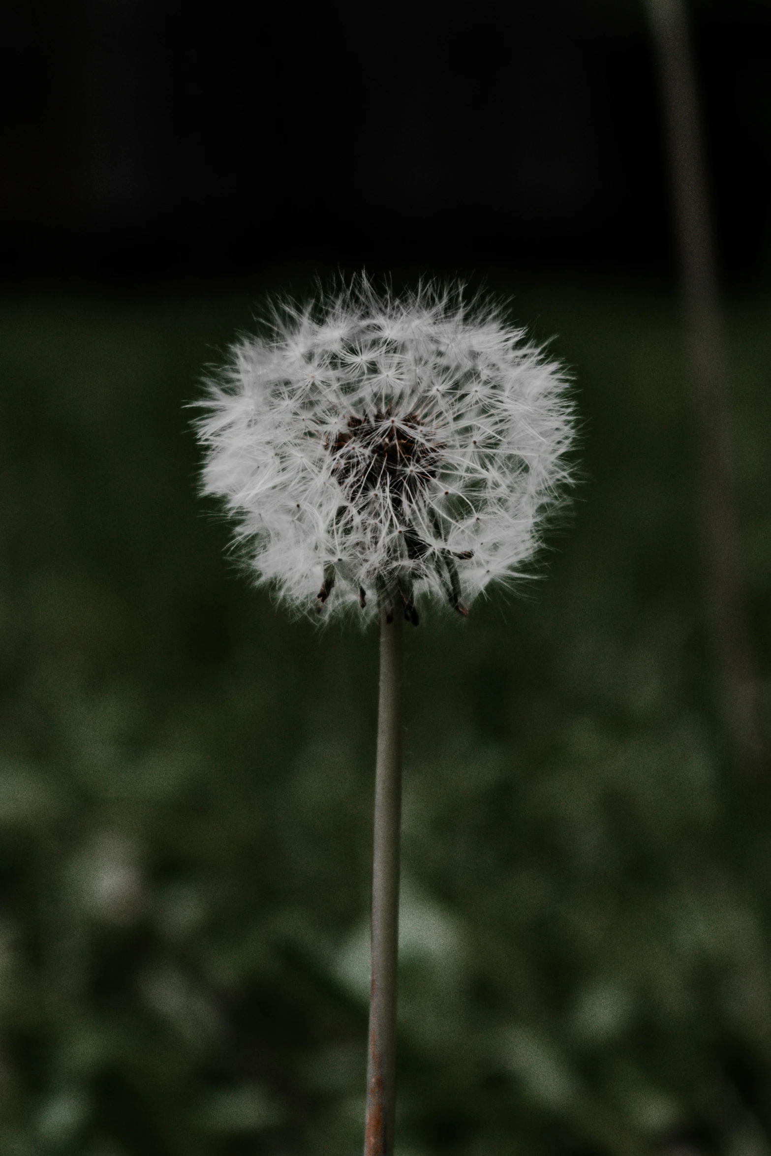 a single dandelion in the grass near a grassy area