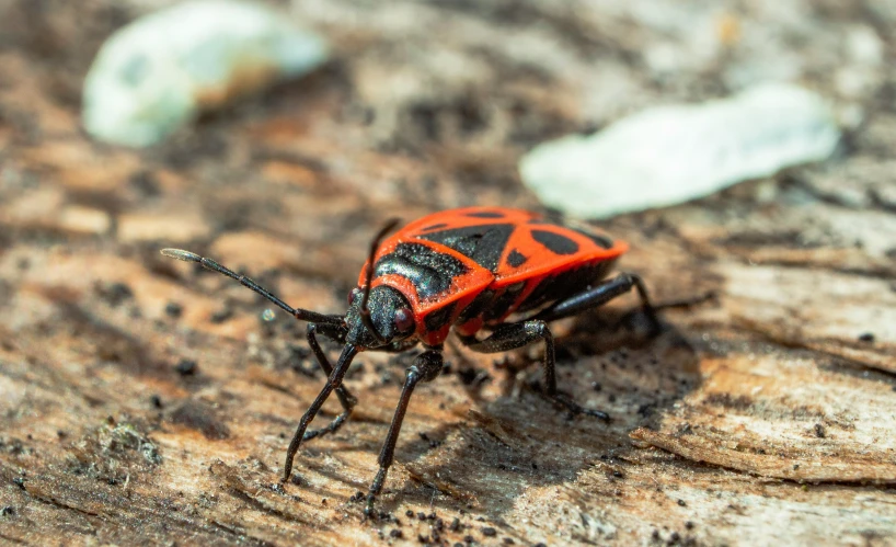 the small black and red bug is sitting on wood