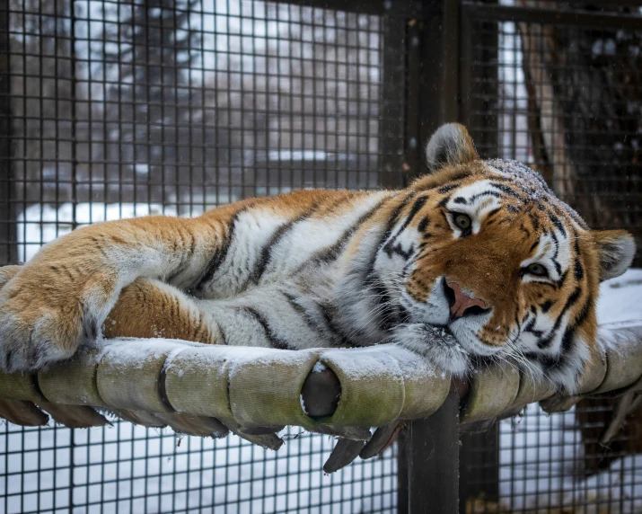 a tiger is laying on its back in a cage