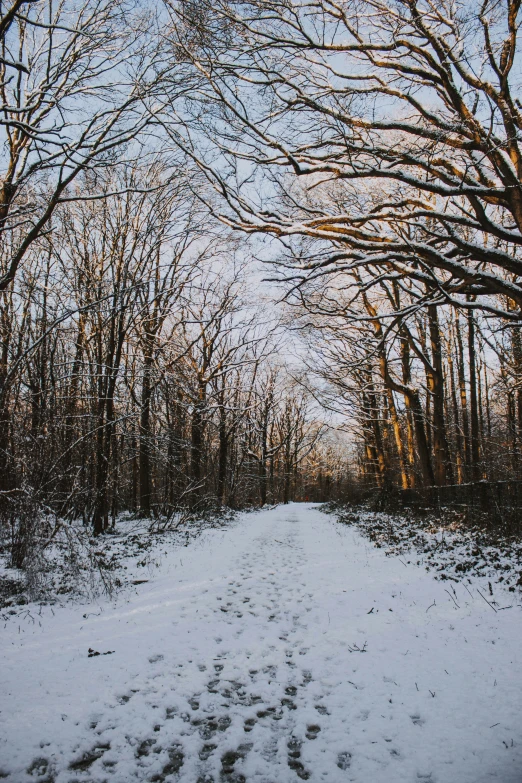 a snowy path leading through the trees into the woods