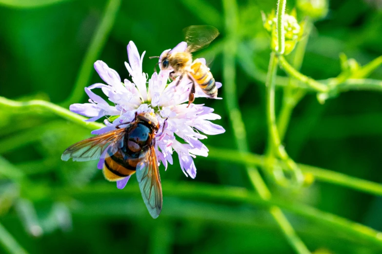 bees and honey bee poll poll nectarion in flowers