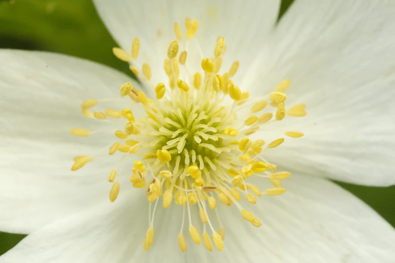 closeup of a white flower with yellow stamen