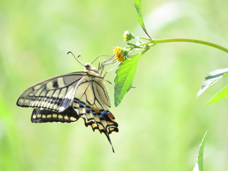 a erfly sitting on top of a leaf