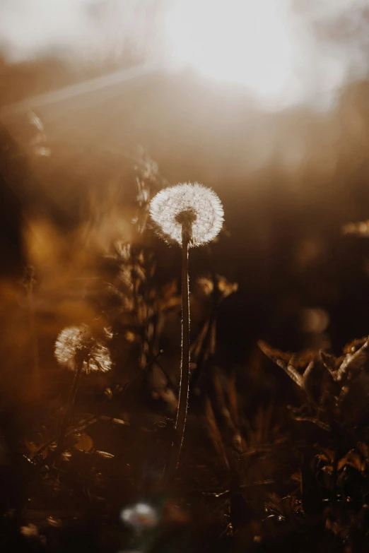 close up of a dandelion flower with light in background