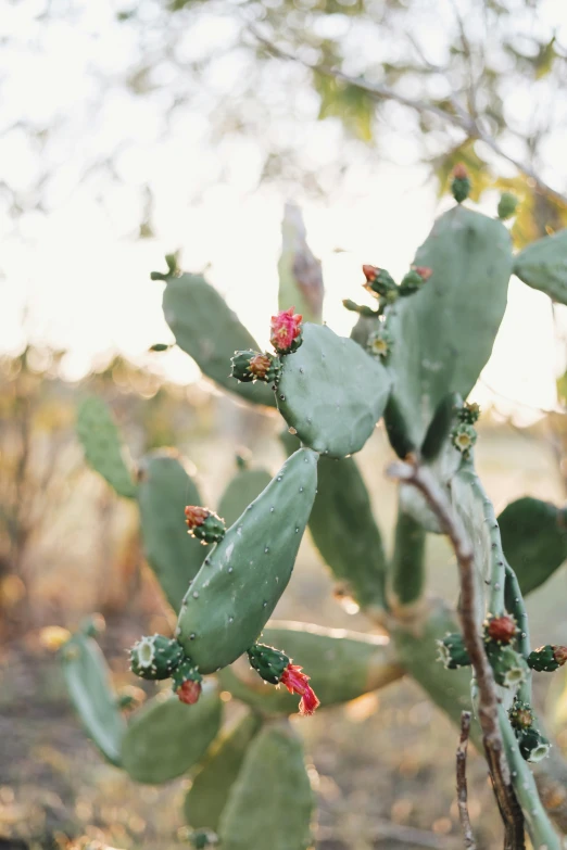 a close up of a prick plant with leaves and buds