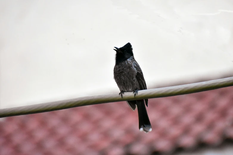 a bird is sitting on top of a cable