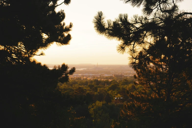 some very tall trees with a lot of hills in the background