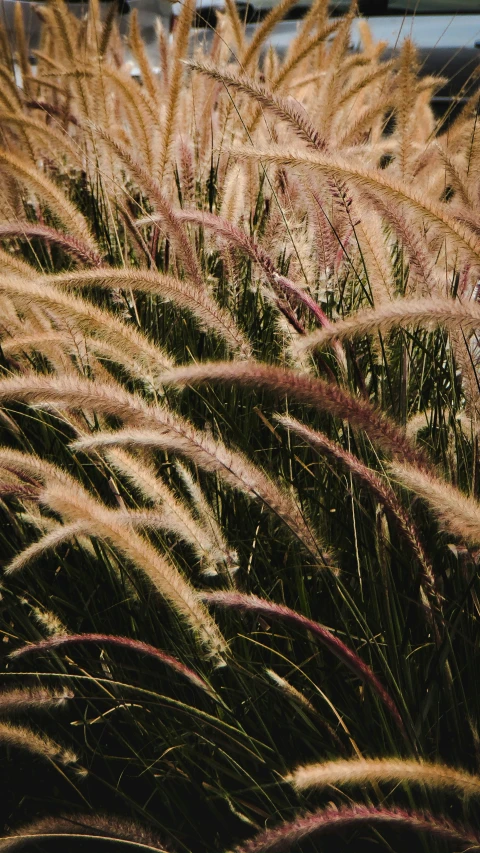 the tall grass has some very pretty colors