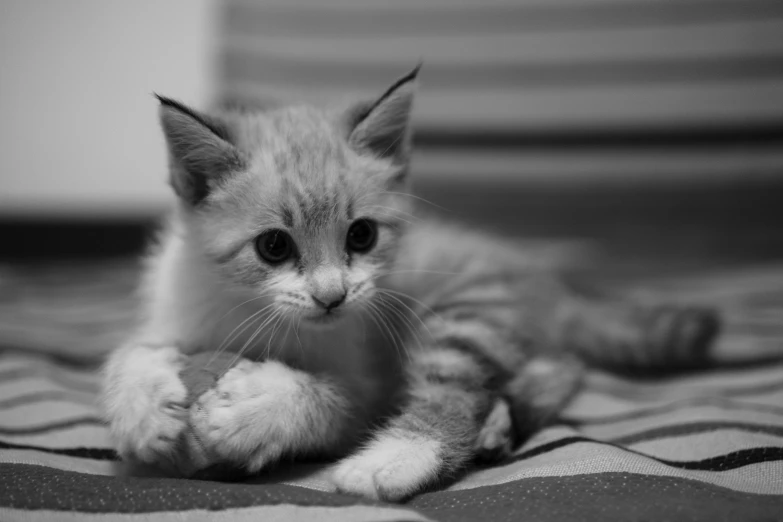 a black and white po of a kitten with paw stretched out